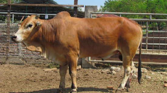 sapi kurban 1